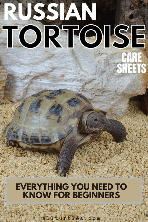 Russian Tortoise Food, Russian Box Tortoise, Tortoise Tank Indoor, Russian Turtle Habitat, Homemade Tortoise Enclosure, Tortoise Habitat Ideas Indoor, Small Tortoise Habitat Indoor, Tortoise Hideout Diy, Outdoor Russian Tortoise Enclosure