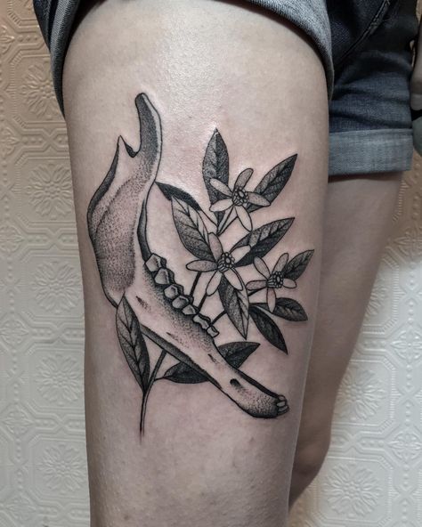 Elk jawbone and orange blossoms. #tttism #tattoodo #blacktattooart #blackworkerssubmission #blackworkers #btattooing #tattoo #tattoos Jaw Bone Tattoo, Animal Jaw Bone, Justin Ryan, Scar Cover Up, Bone Tattoo, Bone Tattoos, Orange Blossoms, B Tattoo, Jaw Bone