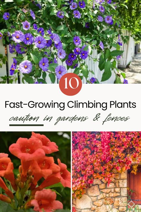 Climbing plants bring a touch of vertical beauty to any garden, but some can quickly transform from charming additions to unruly invaders. 

Research suggests that the way climbing plants choose and use supports (like trees or walls) has a big impact on the environment. 

Here are 10 climbing plants that, while alluring, require careful consideration before introducing them to your garden. Climbing Plants Fence, Wall Climbing Plants, Climbing Flowers, Cascading Flowers, Garden Inspo, Thriving Garden, Indoor Plant Care, Sustainable Garden, Diy Garden Projects