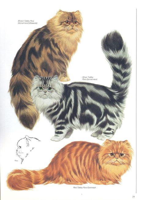 This vintage cat print print comes from a Dutch book about cat breeds. It's an original print from a book from the 1980's. The print shows a few Persian cat breeds like the Brown Tabby Persian, Silver Tabby Persian, Red Tabby Persian and will make a great cat lover gift  The vintage cat print is in good condition.  Measurements of the print is approximately 30 by 21 cm/ 11,8 by 8,3 inches Please keep in mind that the items are vintage and not new. You may expect signs of wear and use on vintage Vintage Cat Art, Paris Cat, Brown Tabby, Cat Reference, Cat Lady Gift, Cat Poster, Great Cat, Persian Cat, Cat Lover Gift