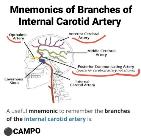 Internal Carotid Artery, Carotid Artery, Anatomy, Quick Saves