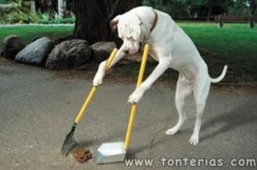 Pooper Scooper, City Dog, Dog Cleaning, Dog Hacks, Funny Dog Pictures, Dogs Pooping, 웃긴 사진, Dog Obedience, Cattle Dog