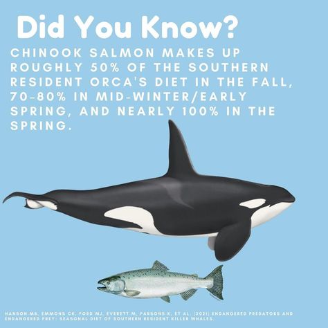 Did you know? Chinook salmon is the preferred prey choice for SRKW. • Two species of Chinook salmon are listed as Endangered: Sacramento… | Instagram Chinook Salmon, Sacramento River, 120 Lbs, Columbia River, Killer Whales, Mind Blowing, Sacramento, Mind Blown, Dolphins