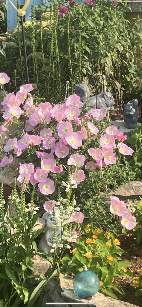 Evening Primrose Evening Primrose Aesthetic, White Evening Primrose, Primroses Aesthetic, Scottish Plants, Primrose Aesthetic, Scottish Primrose, Primrose Wallpaper, Kayla Core, Primrose Garden