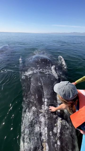 Whale Watching Aesthetic, Whale Migration, Destination Vacation, Gray Whale, Marine Biologist, Marine Mammals, Adventure Explore, Marine Biology, Whale Watching