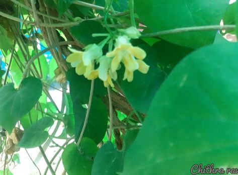 Tonkin Jasmine Garland/ kodi sampangi Jasmine Garland, Plants, Flowers