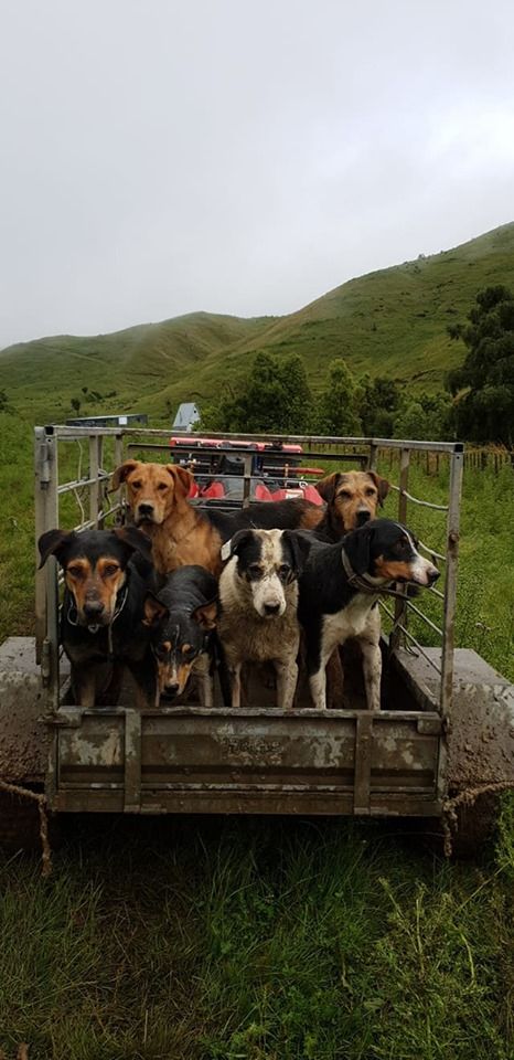 Ranch Dogs Aesthetic, Big Farm Aesthetic, Farm Dogs Aesthetic, Dogs On Farm, Farm Dog Aesthetic, Working Dog Aesthetic, Farm Work Aesthetic, Working Dogs Farm, New Zealand Farm