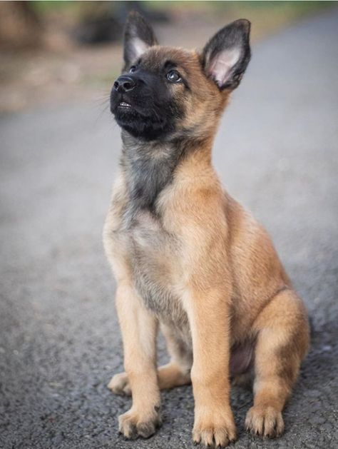 Sheep Dog Puppy, Belgian Sheepdog, Police K9, Police Dog, Future Job, Belgian Shepherd, Real Dog, Bull Mastiff, Police Dogs