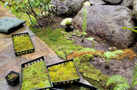 How To Make A Moss Garden, Rock Moss Garden, How To Plant Moss, Propagating Moss, Moss Garden Outdoor, Moss Lawns, Moss Bed, Moss Gardens, Moss Lawn