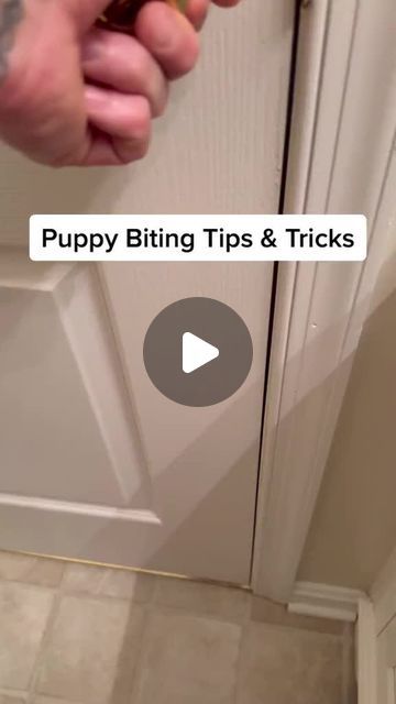 Canine Coach Pro | Dog training on Instagram: "How To STOP 🛑 Puppy Biting. 🐶 Tired of your little furball nipping at your fingers and clothes? Say goodbye to those painful bites! Discover our effective dog training program that can transform your puppy’s behavior and bring peace back to your home. Click the link in our profile to get started today! 🐾✨ #puppybitingtips #puppytrainingtips #puppybiteshurt #puppybitingthings #puppytrainersoftik #puppyparenting #puppyparentproblems" Puppy Biting Tips, Puppy Biting Training Tips, Puppy Training Biting, Puppy Biting, Puppy Training Tips, Training Program, Puppy Training, Training Tips, Say Goodbye