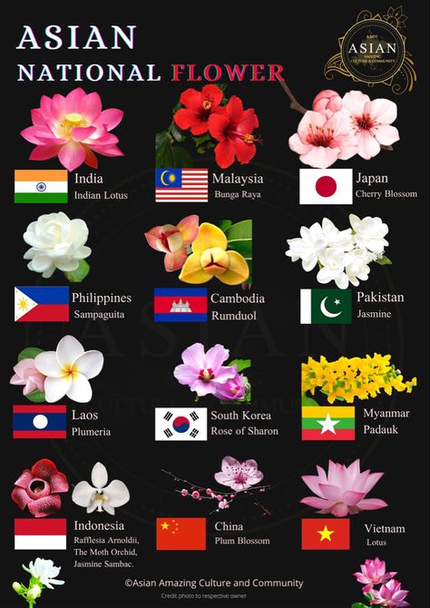 𝗦𝗼𝗺𝗲 𝗔𝘀𝗶𝗮 𝗡𝗮𝘁𝗶𝗼𝗻𝗮𝗹 𝗙𝗹𝗼𝘄𝗲𝗿 🌸🌺🌼 Lotus 🇮🇳 Bunga Raya 🇲🇾 Rumduol 🇰🇭 Cherry Blossom 🇯🇵 Sampaguita 🇵🇭 Jasmine 🇵🇰 Plumeria 🇱🇦 Rose of Sharon🇰🇷 Padauk 🇲🇲 Rafflesia Arnoldii, The moth Orchid, Jasmine Sambac, 🇮🇩 Plum Blossom 🇨🇳 Lotus 🇻🇳 ---------✨✨✨-------- Credit photo to respective owner ©️ Asian Amazing Culture and Community Pretty Flowers Pictures, Cibo Asiatico, National Flower, Moth Orchid, Flower Meanings, Nothing But Flowers, Rose Of Sharon, Flower Therapy, Flower Names