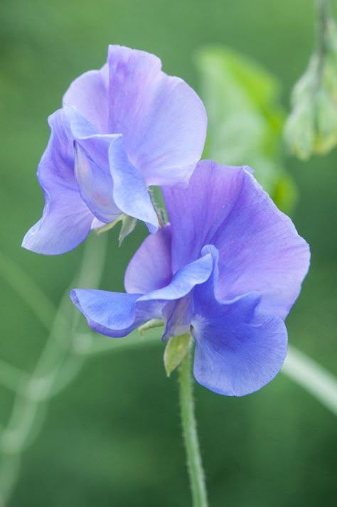 Sweet Pea Flowers Aesthetic, Purple Flowers Garden, Sweet Pea Flowers, Mid July, Sweet Tattoos, Pea Flower, Sweet Peas, Language Of Flowers, Good Morning Flowers