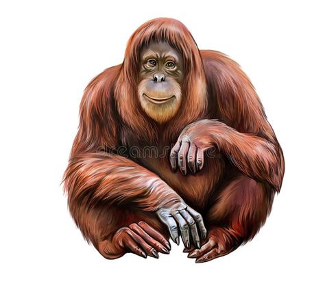 Orang Utan, Background Cute, Brown Background, Social Media Graphics, Mammals, Stock Illustration, Forest, Social Media, Media