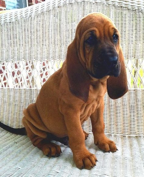 Cute Puppies The Bloodhound Gang, Bloodhound Puppy, Blood Hound, Bloodhound Puppies, Bloodhound Dogs, Puppies Near Me, Photo Animaliere, Hound Puppies, Australian Shepherds