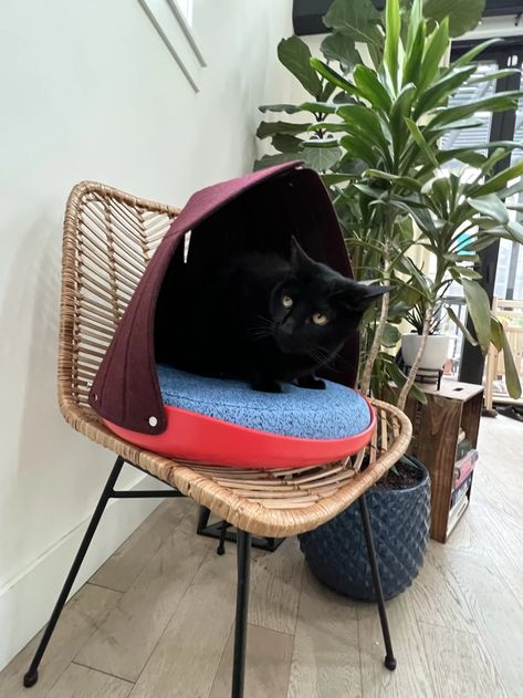 Cat Person Canopy Bed Review | POPSUGAR Pets Chic Canopy Bed, Macrame Bed, Macrame Cat Hammock, Hammock Bed, Pictures Of Cats, Cat Hammock, Lots Of Cats, Cat Beds, Hanging Macrame