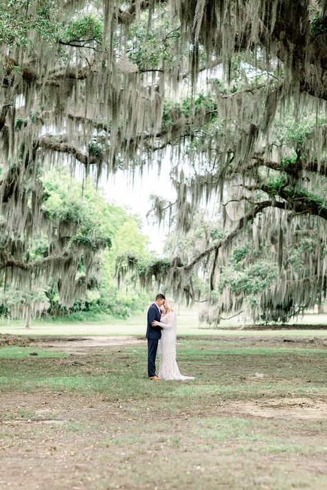 Mandeville Lakefront Elopement under the Belle of the Ball live oak tree Photo: Sarah Alleman Photography live oaks with moss outdoor wedding and photography location in louisiana Louisiana Outdoor Wedding, Tree Wedding Photos, Spanish Moss Wedding, Bayou Wedding, Louisiana Wedding Venues, Police Wedding, Live Oak Tree, Oak Tree Wedding, Moss Wedding