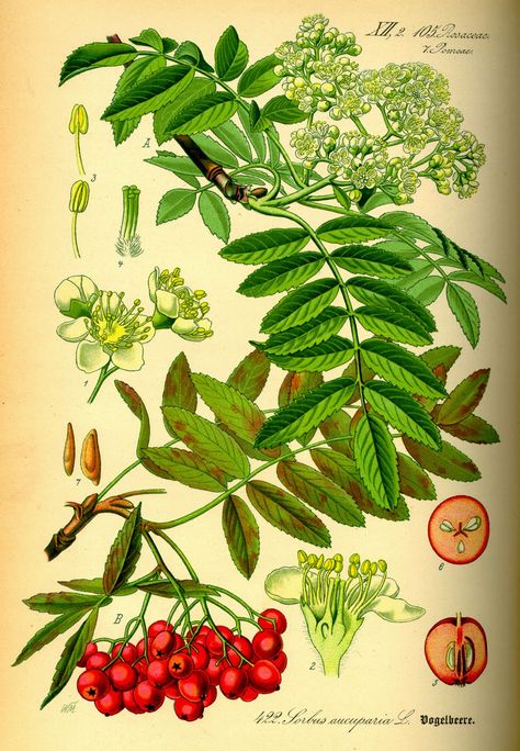 Trees Planet: Sorbus aucuparia - Rowan - (Mountain Ash) Sorbus Aucuparia, Botanical Printables, Botanisk Illustration, Rowan Tree, Antique Botanical Print, Mountain Ash, Kitchen Decor Wall Art, Illustration Botanique, Graphics Fairy