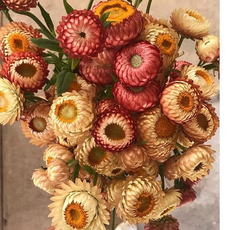 Botanicaetcetera on Instagram: “@mag.giesheph.erd Detail from an image of straw flowers, paper daisies from @lamusadelasflores #paperdasies #strawflowers #flora #flowers…” Everlasting Daisy, Homestead Projects, Bright Centerpieces, Paper Daisies, Straw Flowers, Paper Daisy, Plant Seeds, Flower Ideas, Garden Trees