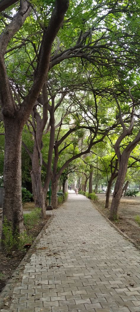 Park trees green wallpaper 10000 Steps A Day Aesthetic, Greenery Wallpaper Nature, Greenery Aesthetic Wallpaper, Park Walk Aesthetic, Wallpaper Green Nature, Greenery Wallpaper, Aesthetic Park, 10000 Steps A Day, Canopy Ideas