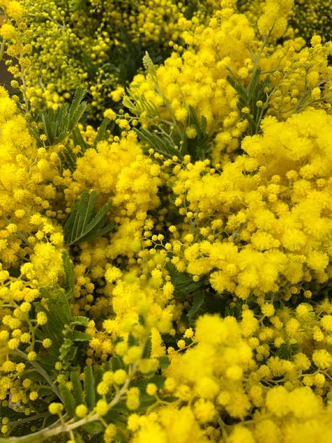 Mimosa Flower Aesthetic, Mimosas Flores, Mimosas Aesthetic, Mimosa Aesthetic, Mimosa Bouquet, Botany Journal, Mimosa Flowers, Mimosa Flower, Flower Therapy