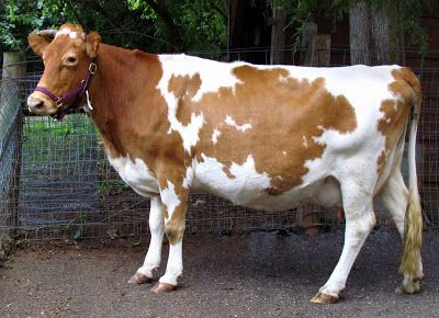 A pretty 6-yr old Guernsey cow. (Interesting post to read how she was acquired). Guernsey Cow, Breeds Of Cows, Dairy Cattle, Cow Pictures, Cow Calf, Dairy Cows, Long Road, Cow Art, Milk Cow