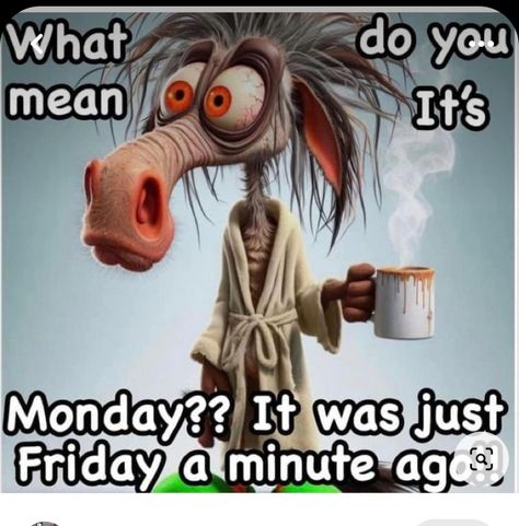 Hello Monday Funny, Funny Morning Quotes Humor Hilarious, Monday Morning Quotes Funny, Happy Monday Quotes Funny, Weekday Humor, Verknipte Humor, Funny Good Morning Wishes, Monday Funny, Sunday Humor