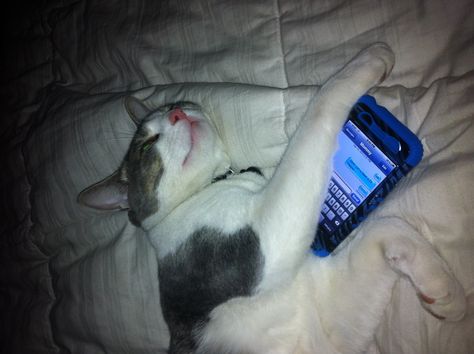 Darn cat fell asleep texting again. Sorry I Fell Asleep, Cute Cat Flirt Memes, Flustered Cat Meme, Cat Sick Meme, Hunter X Hunter, Cat Memes Scary, I Fall, How To Fall Asleep, Funny Jokes