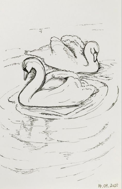 This ink sketch was created on the canal banks in Worcester. It will be inspiration for future painted and mixed media artwork. #sketch #ink #art #swan Swan Reference Drawing, Swan Ink Drawing, Swan Art Drawing, Swan Sketch Pencil, Swan Lake Drawing, Swan Drawing Sketches, Swan Doodle, Swans Drawing, Lake Sketch