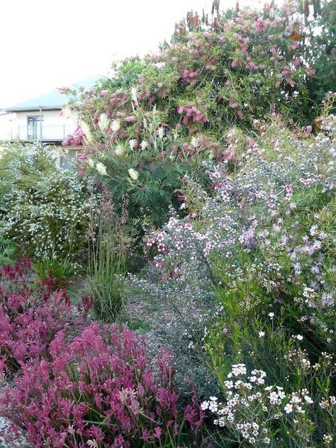 Australian Garden Design, Bush Garden, Native Gardens, Australian Native Garden, Front Garden Landscape, Pool Landscape Design, Front Garden Design, Cottage Garden Plants, Australian Garden