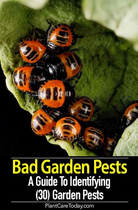 In the garden, you encounter bad garden insects and pests - bugs, flies, caterpillars, and wasps every day. It Insects Pictures, Hortensia Annabelle, Slugs In Garden, Lawn Pests, Bad Bugs, Plant Insects, Organic Pesticide, Garden Bugs, Plant Pests