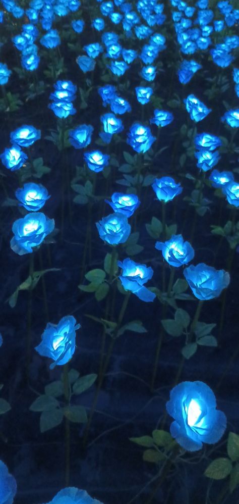 Just pretty blue flowers :) Dark Blue Flowers Aesthetic Wallpaper, Blue Outside Aesthetic, Light Up Flowers, Glowing Flowers Wallpaper, Glow In The Dark Flowers, Blue Roses Aesthetic Wallpaper, Dark Blue Roses Wallpaper, Pretty Blue Things, Light Blue And Dark Blue Wedding