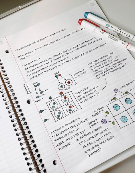 Inheritance Notes Biology, Inheritance And Variation Notes, Chromosomes Notes, Ap Bio Notes, Ap Biology Notes, Biology Tips, Bio Notes, Pharmacy Art, Grind Time