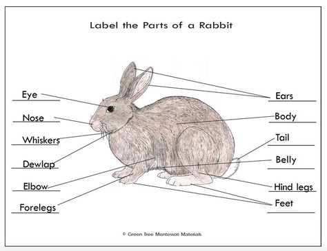 Kristen Stewart And Stella, All About Me Crafts, Apple Lessons, Black And White Rabbit, Kindergarten Anchor Charts, Meat Rabbits, Montessori Art, Rabbit Drawing, National Cat Day