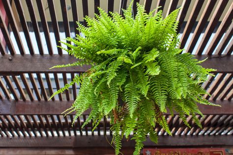 Pet Safe Plants for Dogs and Cats - Boston Fern Water Ferns, Hanging Ferns, Ferns Care, Plants That Attract Butterflies, Types Of Ferns, Boston Fern, Best Perennials, Smart Garden, Air Purifying Plants