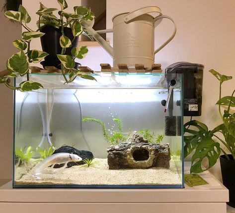 Axolotl Tank Ideas Aesthetic, Axolotl Tank Ideas Aquarium, Axolotl Tank Ideas, Cool Fish Tank Decorations, Axolotl Tank, Turtle Aquarium, Fish Aquarium Decorations, Aquarium Garden, Fish Tank Themes