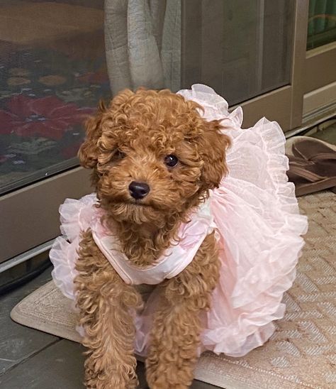 Apricot colored brown teacup poodle puppy in pink fluffy tutu dress on deck Small Brown Curly Hair Dog, Red Teacup Poodle, Brown Poodle Aesthetic, Teacup Toy Poodle, Brown Teacup Poodle, Cute Toy Poodle Puppies, Big Poodle Dogs, Dogs With Curly Hair, Brown Mini Poodle