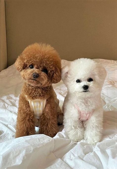 Wallpaper Iphone Dog, Anjing Poodle, Tattoos Dog, Big Dogs Breeds, Biggest Dog In The World, Biggest Dog, Bichon Dog, Cute Fluffy Dogs, Cute Teacup Puppies