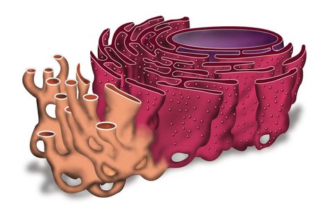 Is a system of internal membranes that moves proteins and other substances through the cell. The Endoplasmic Reticulum serves many general functions, including the folding of protein molecules in sacs called cisternae and the transport of synthesized proteins in vesicles to the Golgi apparatus. Endoplasmic Reticulum Drawing, Endoplasmic Reticulum Diagram, Smooth Endoplasmic Reticulum, Golgi Apparatus, Clinical Pharmacy, Endoplasmic Reticulum, Biochemistry Notes, Cell Organelles, Eukaryotic Cell