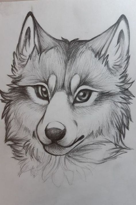 Cute Wolf Drawing Easy, Animal Sketches Realistic, Cute Animal Sketches Easy, Wolf Drawing Sketch, Sketches Wolf, Wolf Drawing Easy, Animal Sketches Easy, Easy Pencil Drawings, Drawing Dragon