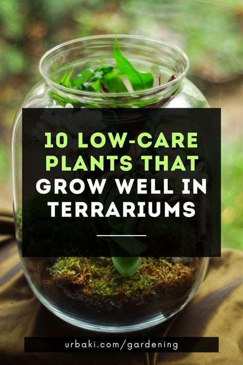 Choosing terrarium plants can be difficult because there are so many amazing options that look great and thrive in terrariums. The terrarium plants listed here are so easy to grow that even a beginner can be successful.In a closed terrarium, plants almost never need water and will grow happily for years with minimal care.TIPMake sure you buy plants that are small enough to fit in the terrarium pot, preferably without touching the sides... Making A Terrarium Succulents, Glass Jar Terrarium Ideas, Good Terrarium Plants, Succulents In Terrarium, Succulent Jar Terrarium, Decorative Terrarium Ideas, Self Watering Terrarium, How To Take Care Of Terrarium, Easy Closed Terrarium Diy