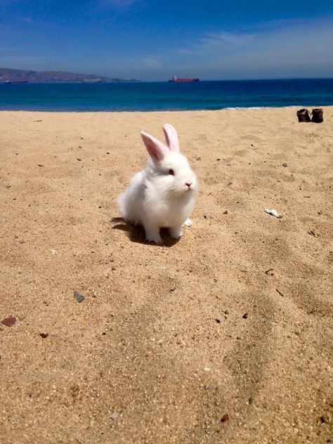 Beautiful Beach Bun Beach Bun, Baby Bunny Toy, Somebunny Loves You, White Rabbits, Bunny Tails, Cute Pics, Spirit Animals, Animal Portraits, Bunny Lovers