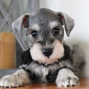 Schnoodle Dog, Schnauzer Grooming, Mini Schnauzer Puppies, Susanoo Naruto, Schnauzer Puppies, Miniature Schnauzer Puppies, Schnauzer Puppy, Schnauzer Dogs, Mini Schnauzer