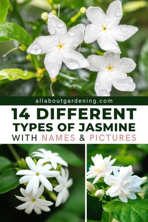 Garden Flowers Ideas, Part Shade Plants, White Flowers Garden, Big White Flowers, Wild Jasmine, Jasmine Vine, Evergreen Vines, Jasmine Plant, Fragrant Garden