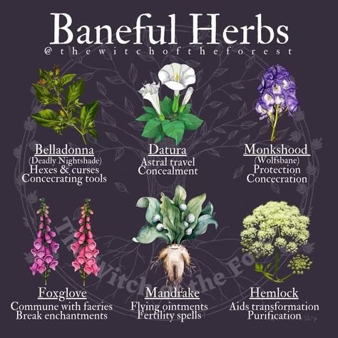 Poisonous Herbs Witchcraft, Baneful Herbs Witchcraft, Baneful Magick Herbs, Poisonous Herbs, Poison Flowers, Baneful Herbs, Baneful Magick, Poisonous Flowers, Witch Writing