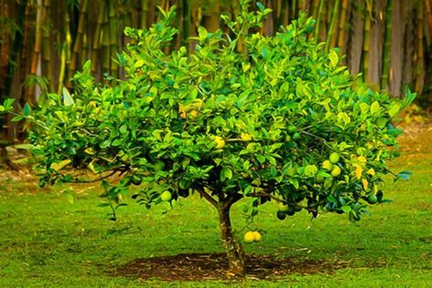 Guide To Meyer Lemon Tree | Planting & Grow Guide For Meyer Lemon Tree Fruit Growing, Meyer Lemon Tree, How To Grow Lemon, Garden Plan, Citrus Trees, Meyer Lemon, Tree Trimming, Plant Aesthetic, Tree Care