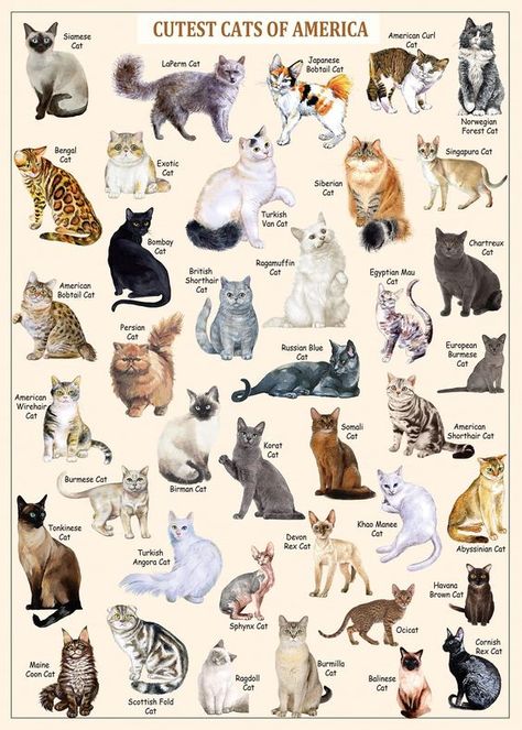 PRICES MAY VARY. 1000 Piece Puzzles For Adults Cats: PICKFORU Cat puzzle comes with an exquisite packing box and a high-resolution vintage kitty cat poster. size: 27.5 x 19.7 inches. Cat Collections: This vintage puzzle cats is a collection of cute cat breeds featuring 40 types of cats like siamese cat and ragdoll cat. This cat jigsaw puzzles 1000 pieces shows the charm and uniqueness of different kitten types! Excellent Workmanship: The jigsaw puzzles of cats is made of three-layer cardboard an Tanaman Indoor, Puzzles For Adults, Cat Puzzle, Types Of Cats, Cute Cat Breeds, Kinds Of Cats, Animal Facts, Warrior Cat, Cat Posters