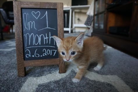 Pet Announcement, Funny Cats Pictures, Monthly Pictures, Cats Pictures, One Month Old, Announcement Ideas, Funny Cat Pictures, Instagram Growth, One Month