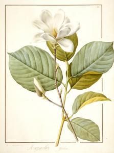 Magnolia Yulan, Magnolia Denudata, 1812 (W/C and Bodycolour over Traces of Graphite on Vellum) by Pierre Joseph Redoute Yulan Magnolia, Magnolia Denudata, Illustration Botanique Vintage, Botanical Illustration Vintage, Floral Drawing, Antique Illustration, Magnolia Flower, Flower Clipart, Background Vintage