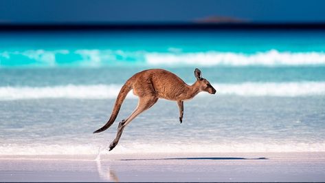 Kangaroo Jumps, Australia Animals, Bay View, Australian Animals, Most Beautiful Beaches, Lovely Print, Western Australia, Canvas Poster, Beautiful Beaches