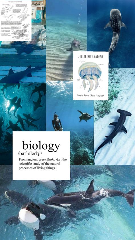 Marine biology 🤙🏻🪼🌊🩵 Marine Biology Student, Marine Biologist Aesthetic, Marine Biology Aesthetic, Oceanography Marine Biology, Future Job, Ghost Story, Marine Biologist, Duke University, Future Jobs